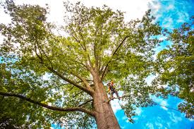 Best Tree Maintenance Programs  in Trinity, NC