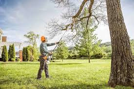 Best Arborist Consultation Services  in Trinity, NC