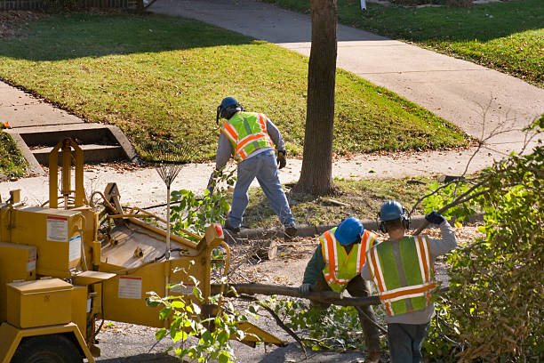 Best Tree and Shrub Care  in Trinity, NC